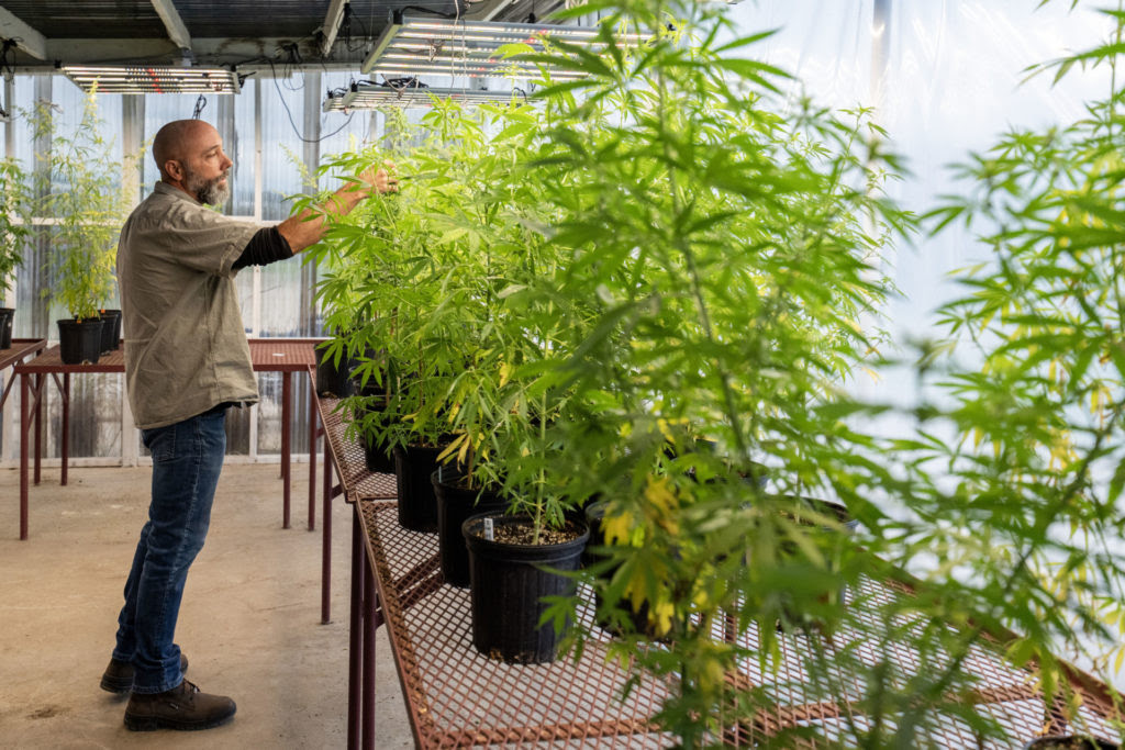 A man stands in a greenhouse looking at green hemp plants that are sitting on mesh tables and grow as tall as he is.
