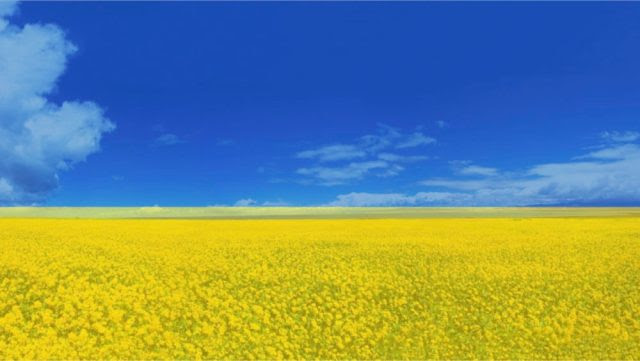 history-how-ukraine-has-inspired-me-flag-field