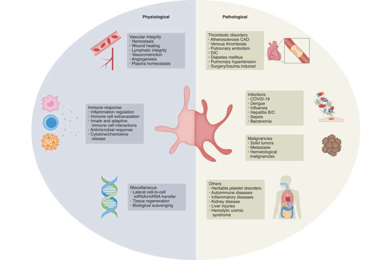 Beyond clotting: Revealing the extensive role of platelets