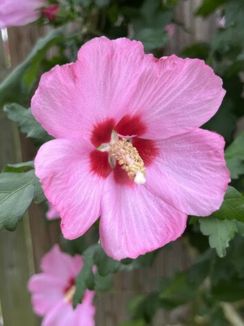 Rose-of-Sharon-Close-Up