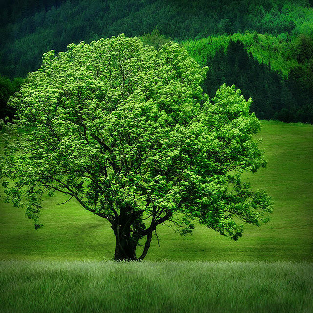 Green tree. Природа деревья. Красота деревьев. Черно зеленое дерево. Бело зеленое дерево.