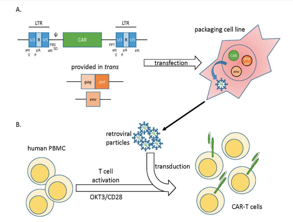 retorvirus transduction of car t cells