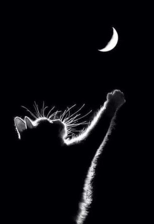 Cat-Reach-for-the-Moon