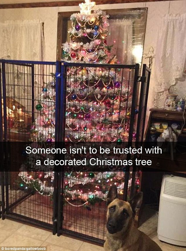 This dog must have ended up on the naughty list after trashing the tree last year - as this year his owner has clearly decided to protect their decorations with a black metal fence