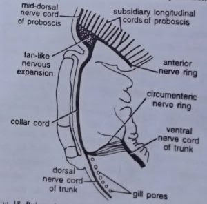 Nerve cords in the anterior region of the body