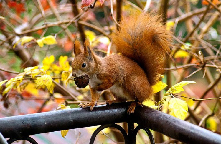 animaux - Les Animaux à observer en Automne  + autres  à venir??? Ecureuil_couv-750x490