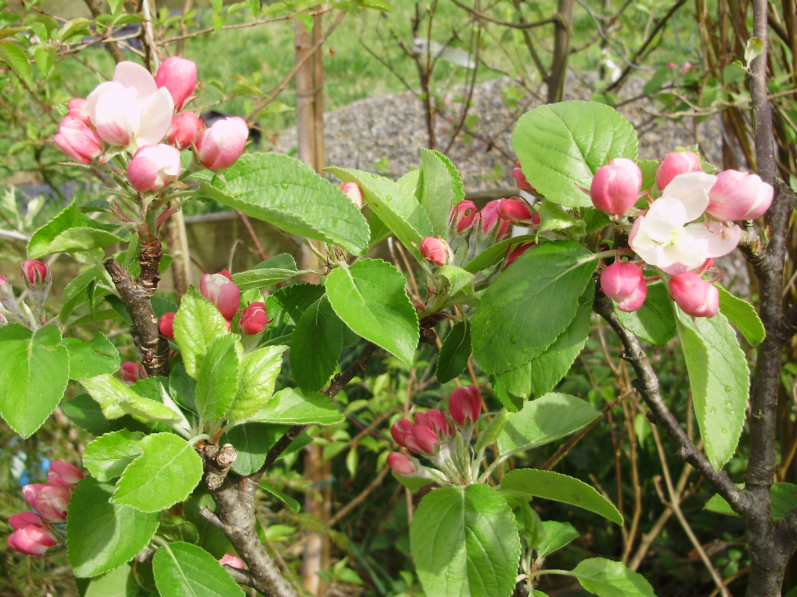 Apple blossom 'James Grieve'