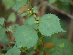 Triumfetta pentandra