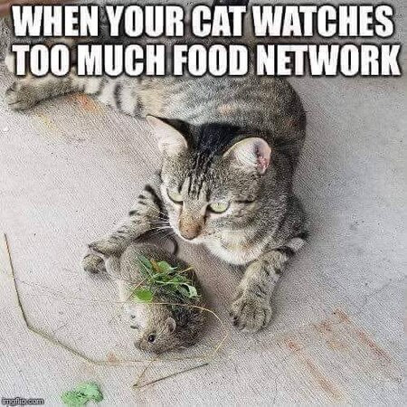 Cat-Food-Network