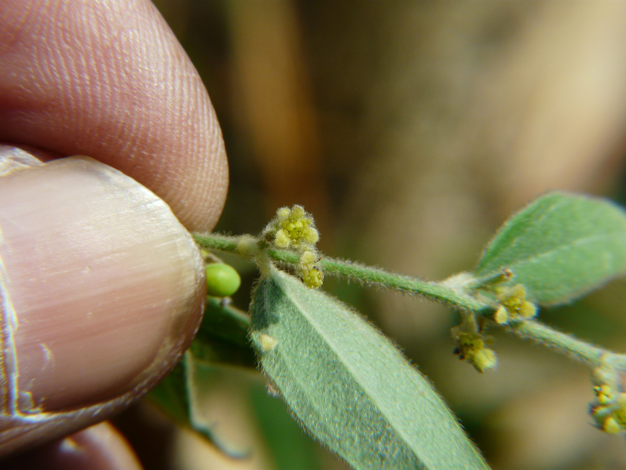 Cocculus hirsutus (L.) W.Theob.