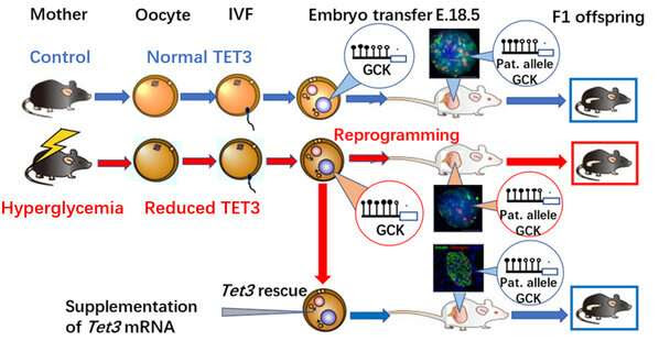 Scientists discover inter-generational “memory” mechanism of diabetes