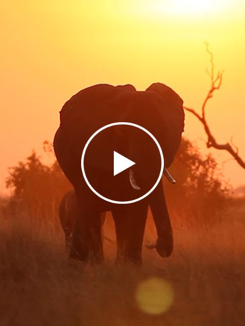 Elephant walking towards the camera with yellow and orange hues with a white play button in the middle of the screen.