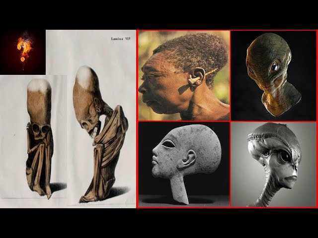 The Hidden Truth Of The Elongated Skull Sddefault