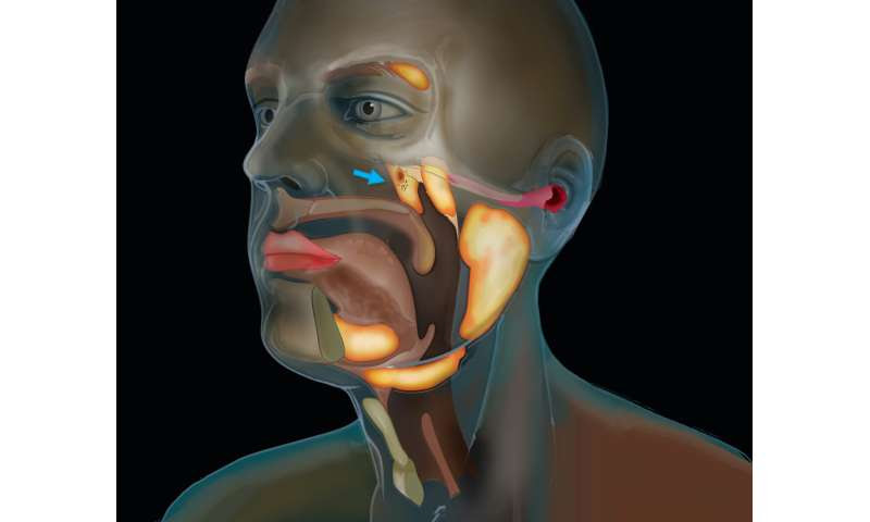 Cancer researchers discover new salivary gland