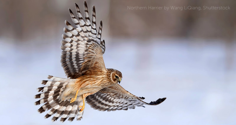 image of Northern Harrier by Wang LiQiang, Shutterstock.