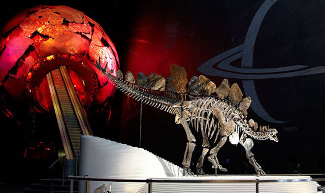 Visit the Museum to meet Sophie the Stegosaurus