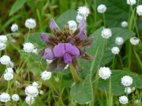 Flemingia nilgheriensis (Benth. ex Baker f.) Wight ex T.Cooke