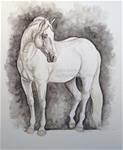 STANDING WHITE ANDALUSIAN  Draw 14 - Posted on Thursday, January 15, 2015 by Sheri Cook