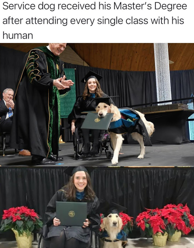 wholesome stories and feel good memes - dog - Service dog received his Master's Degree after attending every single class with his human arks Clark m rks Clark kson Ch Sarksor Clarks Cl Tarmer
