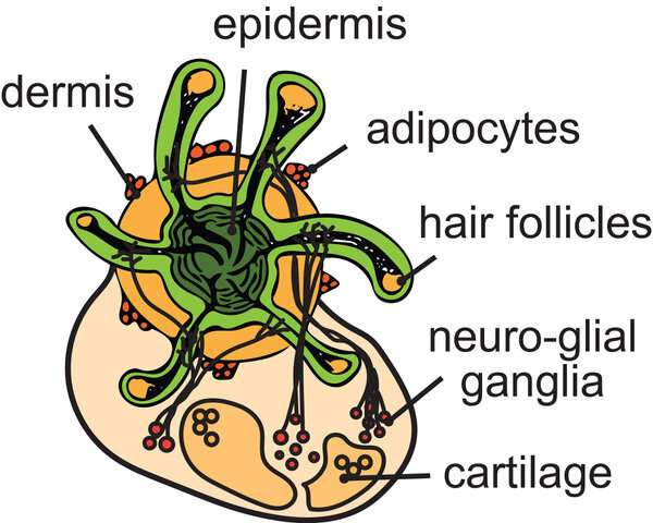 Hairy, lab-grown human skin cell model could advance hair loss research