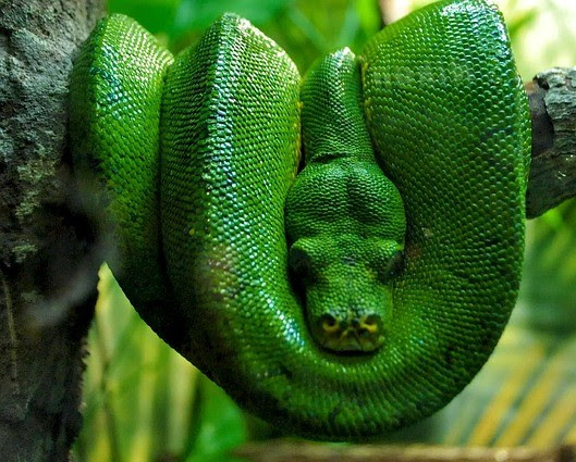 green boa constrictor