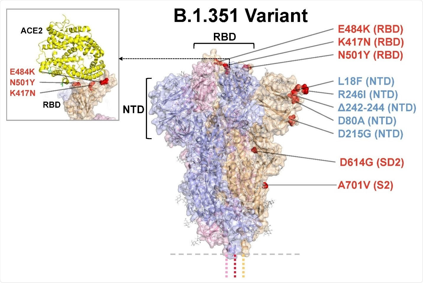 Model of S protein. mRNA-1273.351 encodes the B.1.351 lineage S variant. Surface representation of the trimeric S protein in the vertical view with the locations of surface-exposed mutated residues highlighted in red spheres and labelled on the grey monomer. The inset shows superimposition of ACE-2 receptor domain and the RBD. S protein structure, 6VSB. ACE2-RBD structure, 6M0J. ACE2, angiotensin converting enzyme 2; NTD, N-terminal domain; RBD, receptor binding domain.