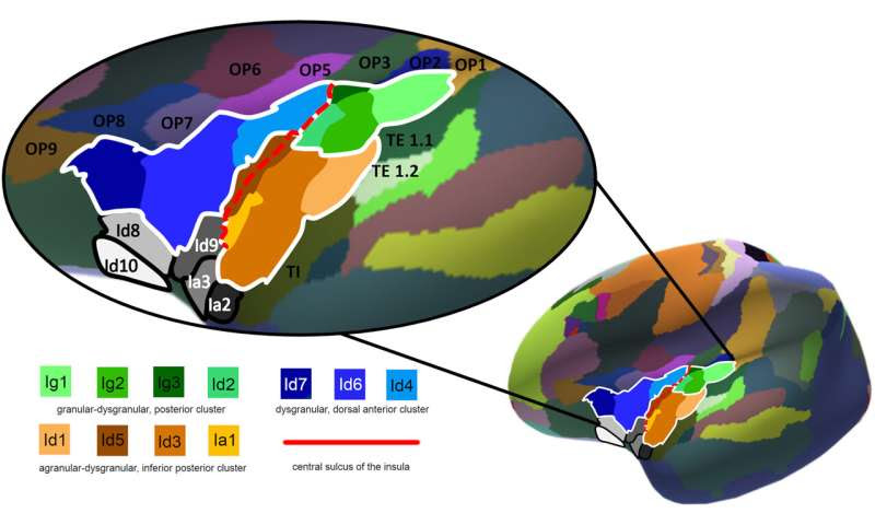 Researchers of the Human Brain Project identify seven new areas in the insular cortex