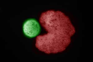 A C-shaped xenobot pushes along a cell to create a new clump of cells