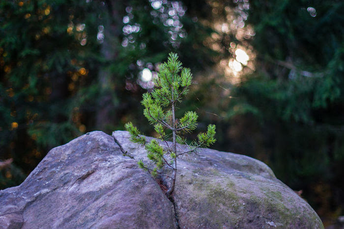 Сквозь камень дерево, живучесть, жизнь, мир, планета, растительность, фото
