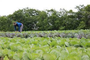Root 5 Farm Danielle Cabbage