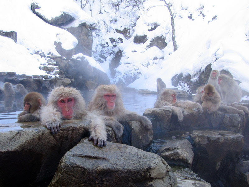 File:Jigokudani hotspring in Nagano Japan 001.jpg