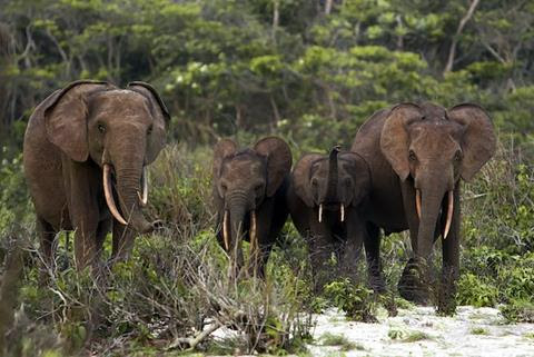 Four elephants stood in a forest clearing.
