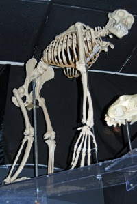 Found: one ancestral "writer", I mean, ape at Bird Kingdom, Niagara Falls, Canada.