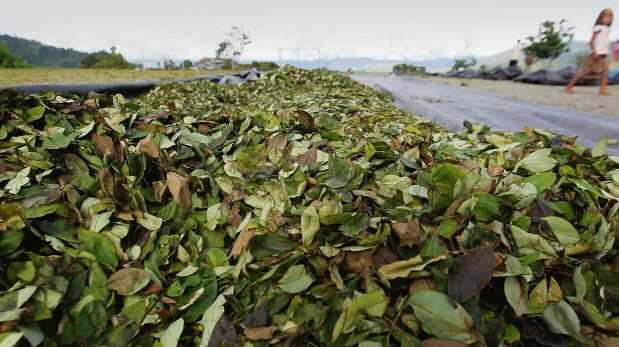 En el Vraem aún no se inicia la reconversión de hoja de coca