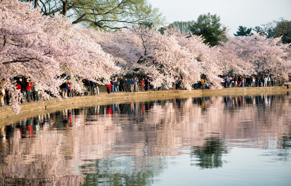 Một địa điểm ngắm hoa anh đào nổi tiếng khác ở Mỹ là thủ đô Washington D.C với hàng chục nghìn cây. Nơi hấp dẫn du khách nhất là ven hồ Tidal Basin với hơn 3.000 cây thường rực hồng sắc hoa vào cuối tháng 3.  Ảnh: Cherry Blossom Watch.