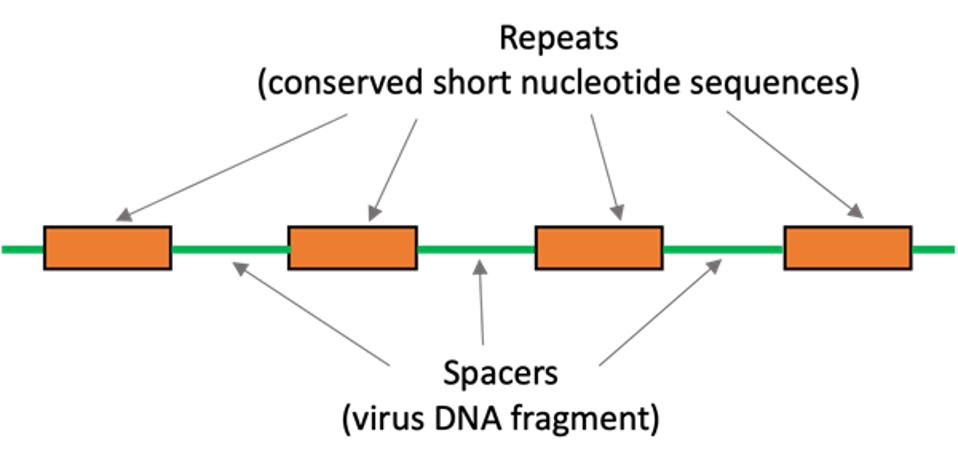 CRISPR DNA made of spacers and repeats