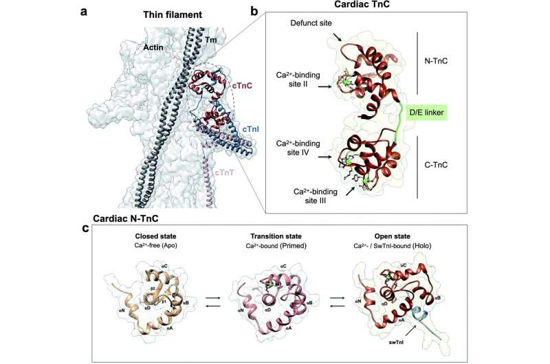 Researchers find small mutation disrupts protein network, causing heart disease