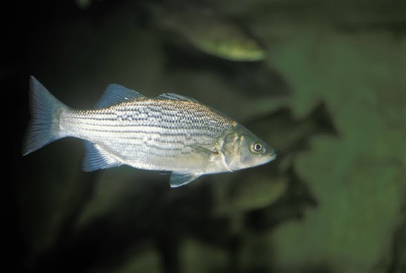 white bass picture for news release