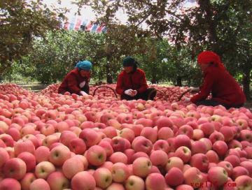 Producción de manzanas y peras del hemisferio norte alcanzaría las 81 millones de toneladas y 23 millones de toneladas, respectivamente