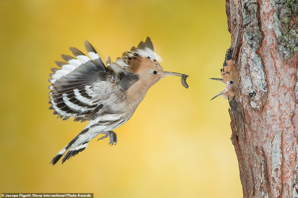 This heartwarming image of a pair of hoopoe birds was snapped by Jacopo Rigotti in Trentino, Italy. He said: 'Looking, as usual, for the nests of the most beautiful bird species in Trentino, I unexpectedly saw this hoopoe and I immediately grasped the opportunity to photograph it.' The image bestowed upon Mr Rigotti an 'honourable mention' in the animals in their environment category