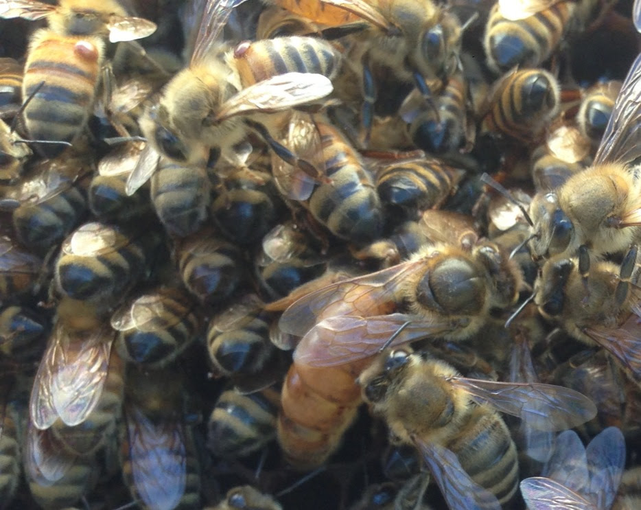 Queen and 2 worker bees with varroa mites