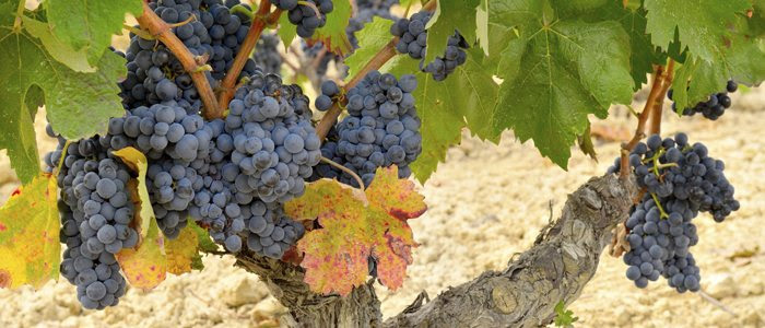 Uva de la variedad Tempranillo Uva de la variedad Tempranillo