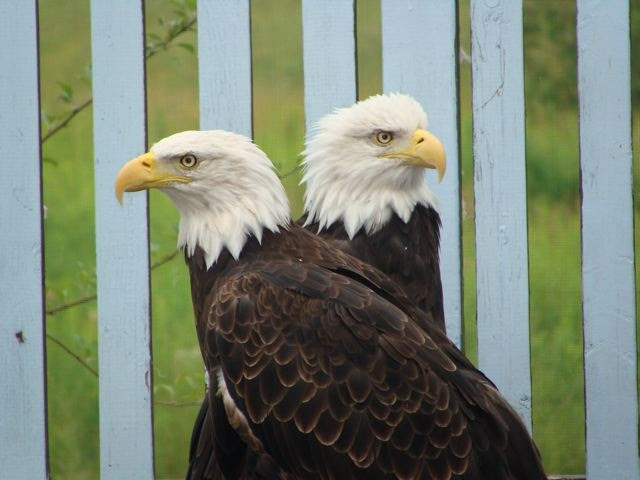 File:RaptorEducationGroupIncEagles.jpg