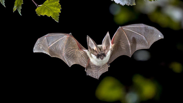 Cientistas de Wuhan e EUA "planejaram infectar morcegos com coronavírus"