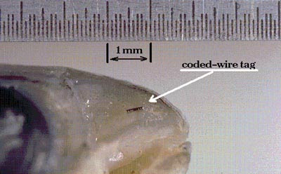 Chinook salmon snout with coded tag next to a ruler showing 1 millimeter size of coded wire tag