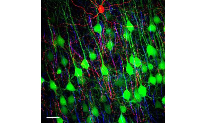 How chandelier cells light up the brain