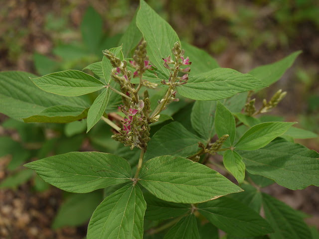 ¿ Flemingia macrophylla ?