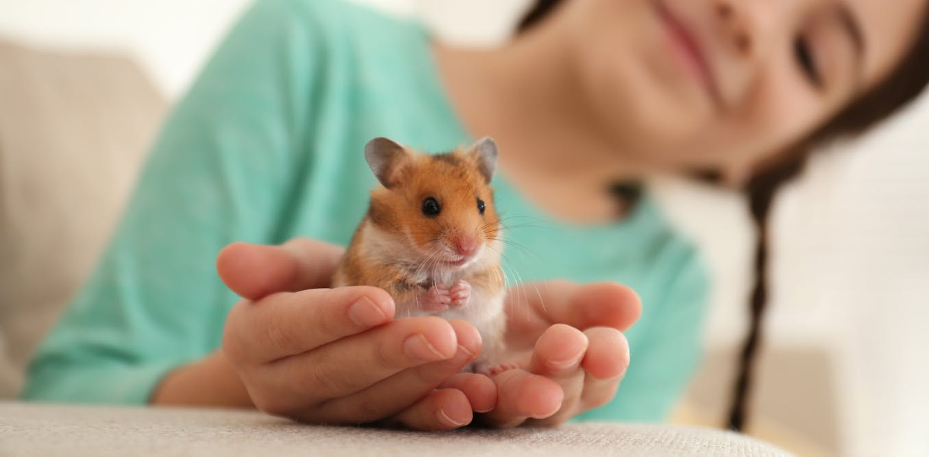 Are these golden hamsters a key to cracking long Covid? - STAT