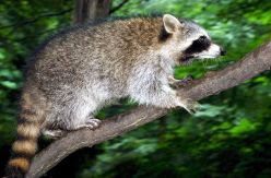 Cocodrilos, boas o mapaches: la nueva (y peligrosa) fauna ibérica