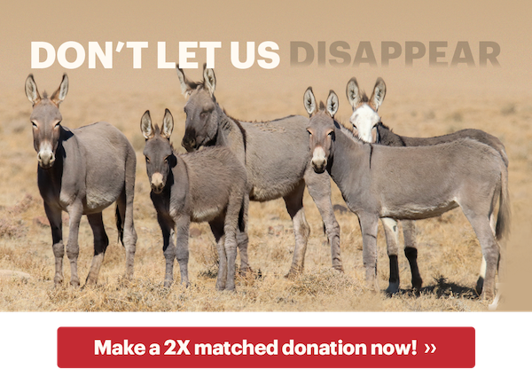 5 burros stand facing the camera. The picture reads: "Don't let us disappear"